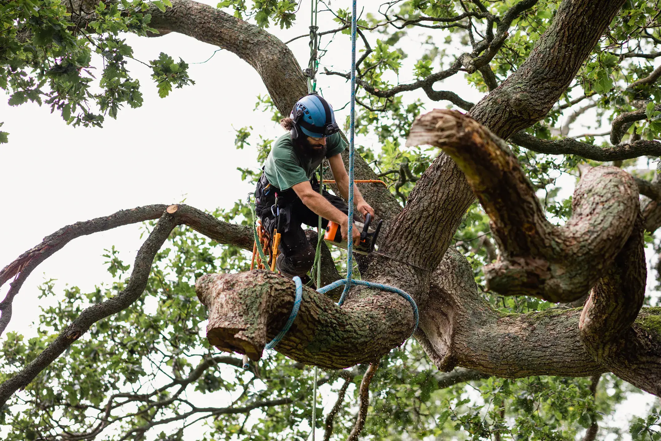 commercial tree surgeons in hertfordshire 01