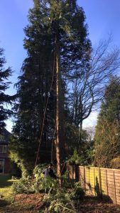 crown lifting tree hertfordshire watford 02 1