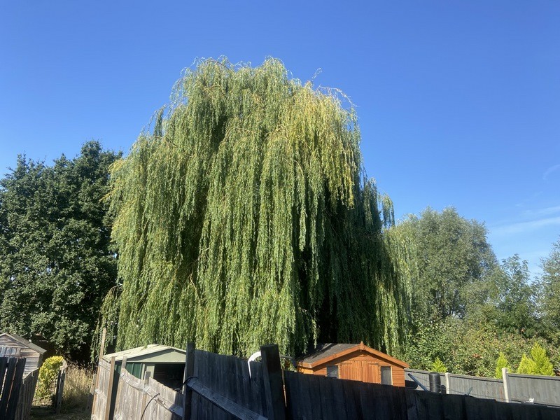 emergency tree surgeons hertfordshire watford 02