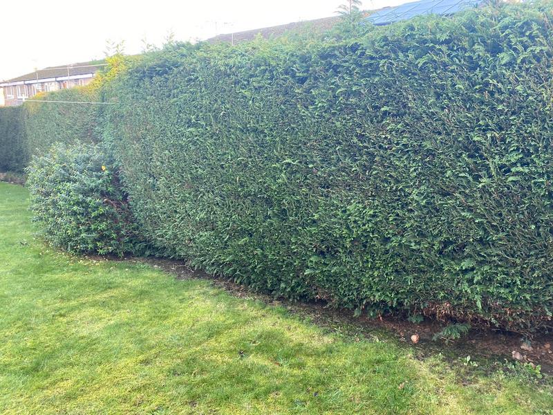 hedge maintenance hertfordshire watford 05