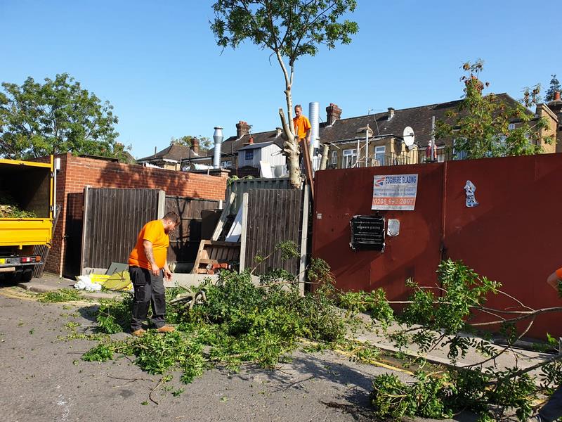 majestic tree care aims to keep trees healthy and strong with our pruning services