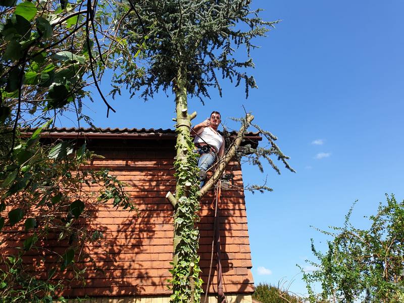 tree felling cutting down trees 70