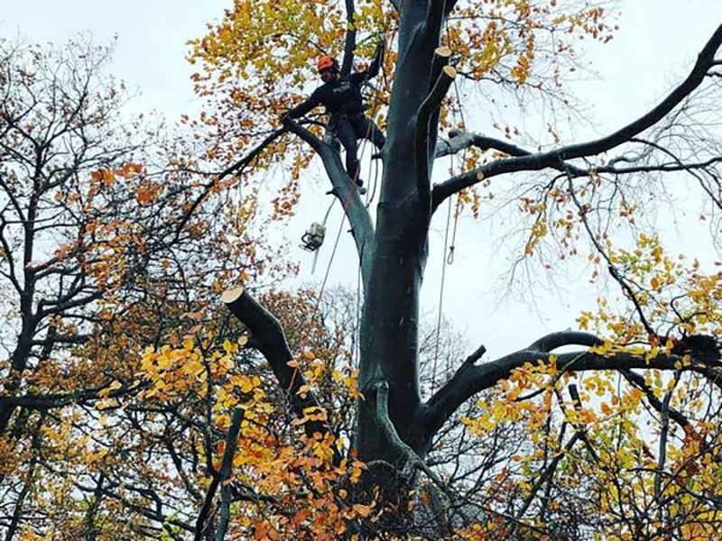 tree surgeons tree surveying 04 1