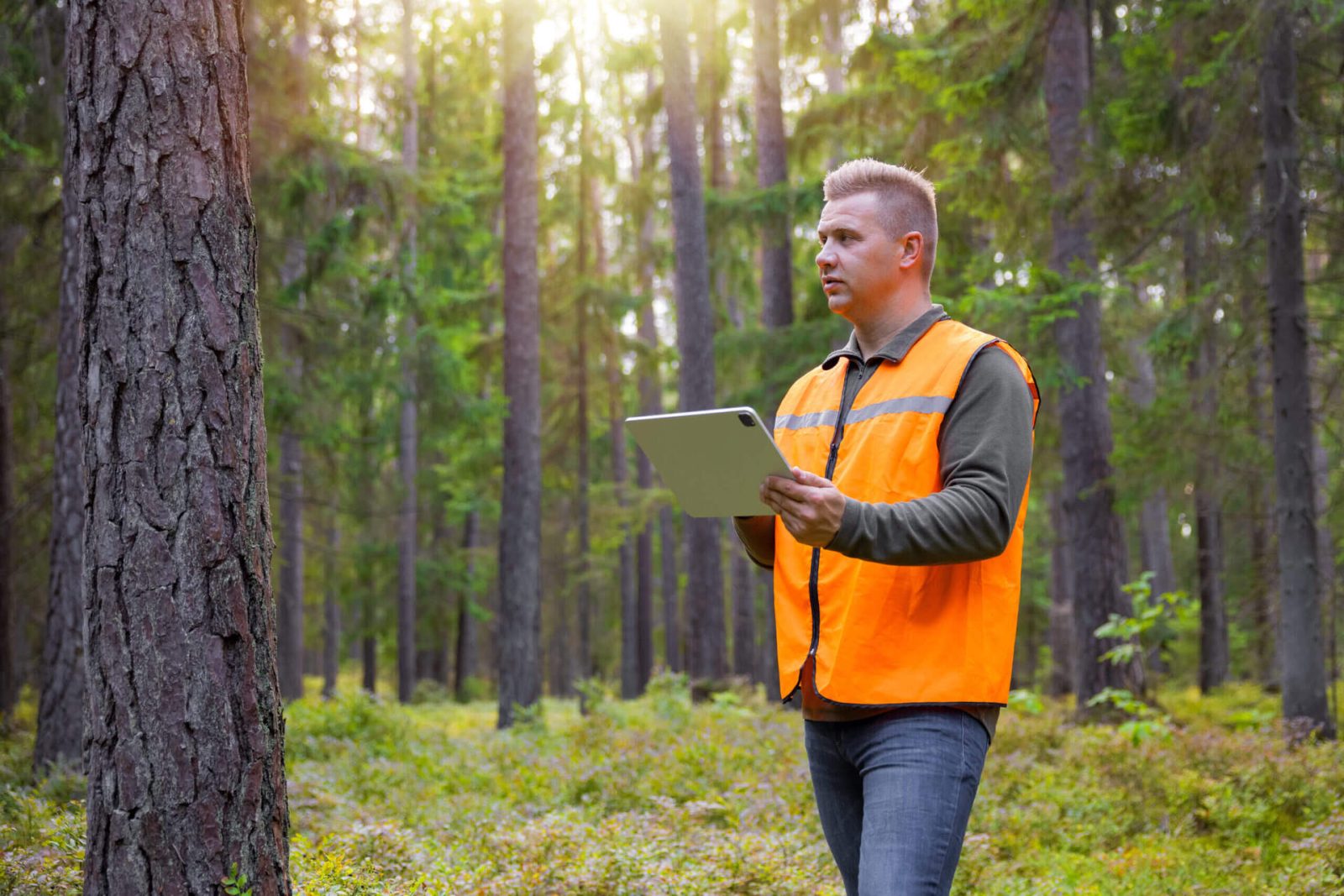 tree surveying services in hertfordshire 02