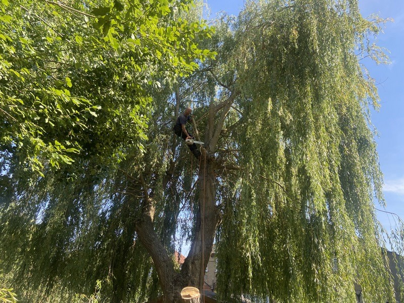 watford hertfordshire tree surgeons 175